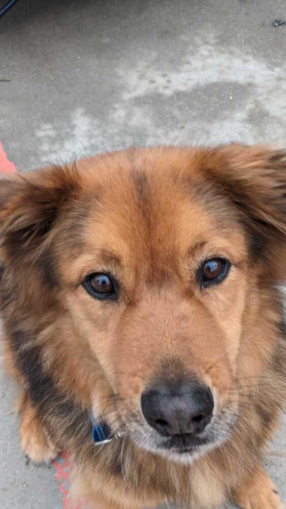 Ruckus, a Adoptable mixed breed in Jamul, CA image 3/6