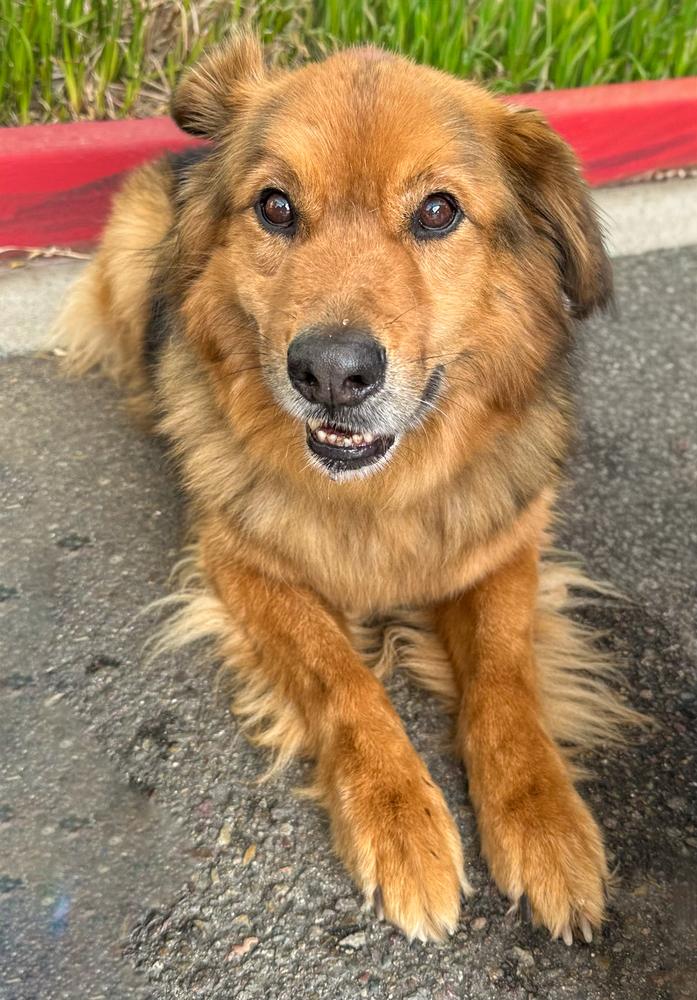 Enlarge Ruckus, a Adoptable mixed breed in Jamul, CA image 2/5