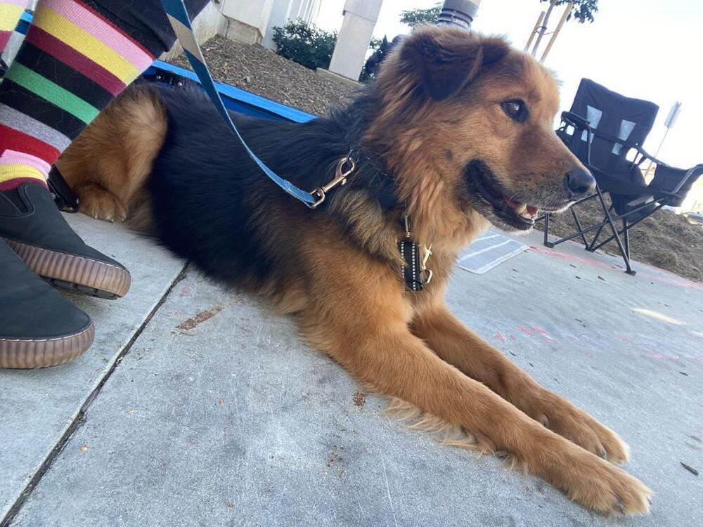 Ruckus, a Adoptable mixed breed in Jamul, CA image 4/6