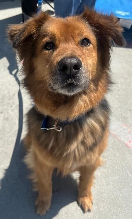Ruckus, a Adoptable mixed breed in Jamul, CA image 5/6