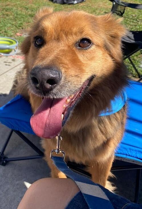 Ruckus, a Adoptable mixed breed in Jamul, CA image 6/6