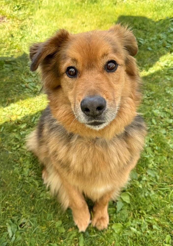 Enlarge Ruckus, a Adoptable mixed breed in Jamul, CA image 3/5