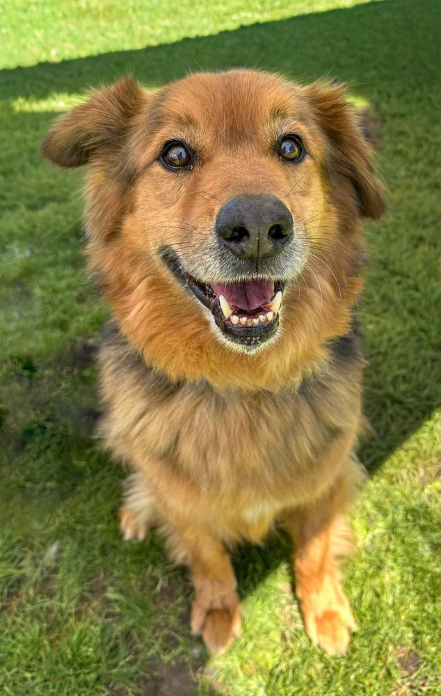 Enlarge Ruckus, a Adoptable mixed breed in Jamul, CA image 4/5