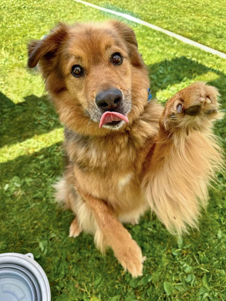 Enlarge Ruckus, a Adoptable mixed breed in Jamul, CA image 5/5