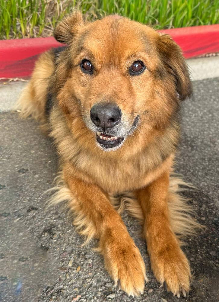 Enlarge Ruckus, a Adoptable mixed breed in Jamul, CA image 4/5