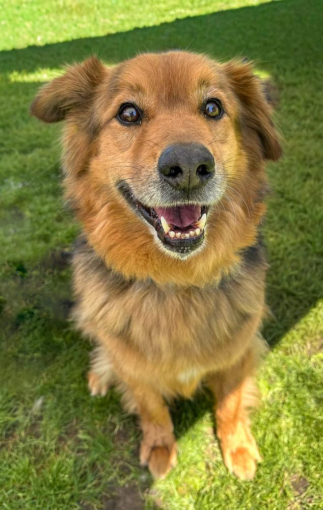 Enlarge Ruckus, a Adoptable mixed breed in Jamul, CA image 5/5