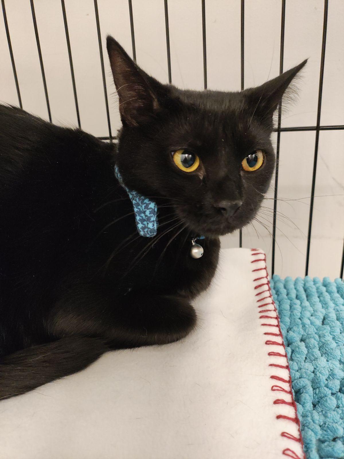 Alfie, Baby Male Domestic Short Hair