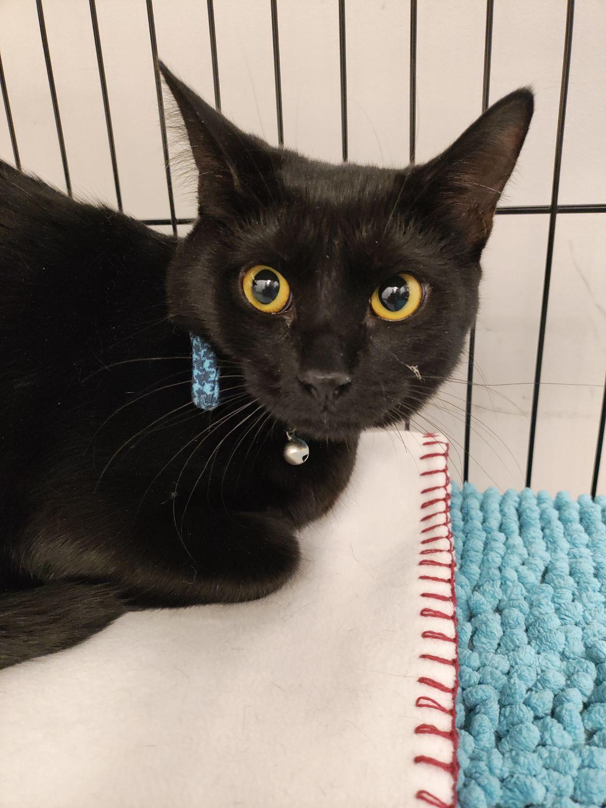 Enlarge Alfie, a Adoptable Domestic Short Hair in staten island, NY image 1/2