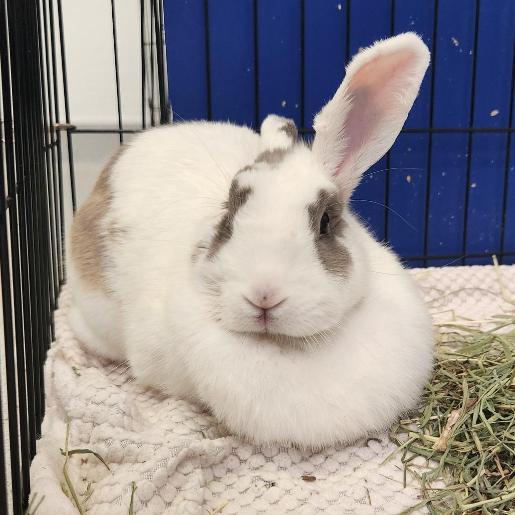 Dolly, Adoptable, Adult Female American.
