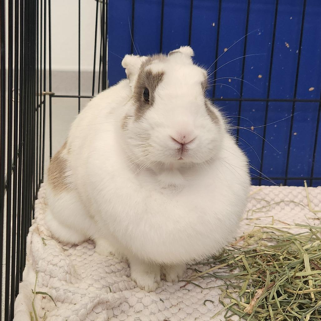 Enlarge Dolly, a Adoptable American in Murray, UT image 3/3