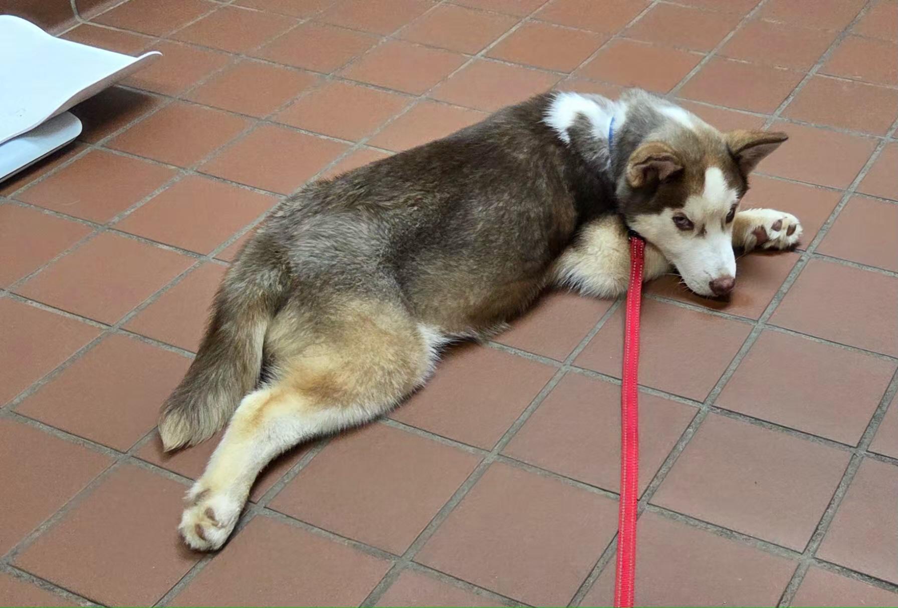 Enlarge Copper, a ADOPTABLE Siberian Husky in Jasper, GA image 2/6