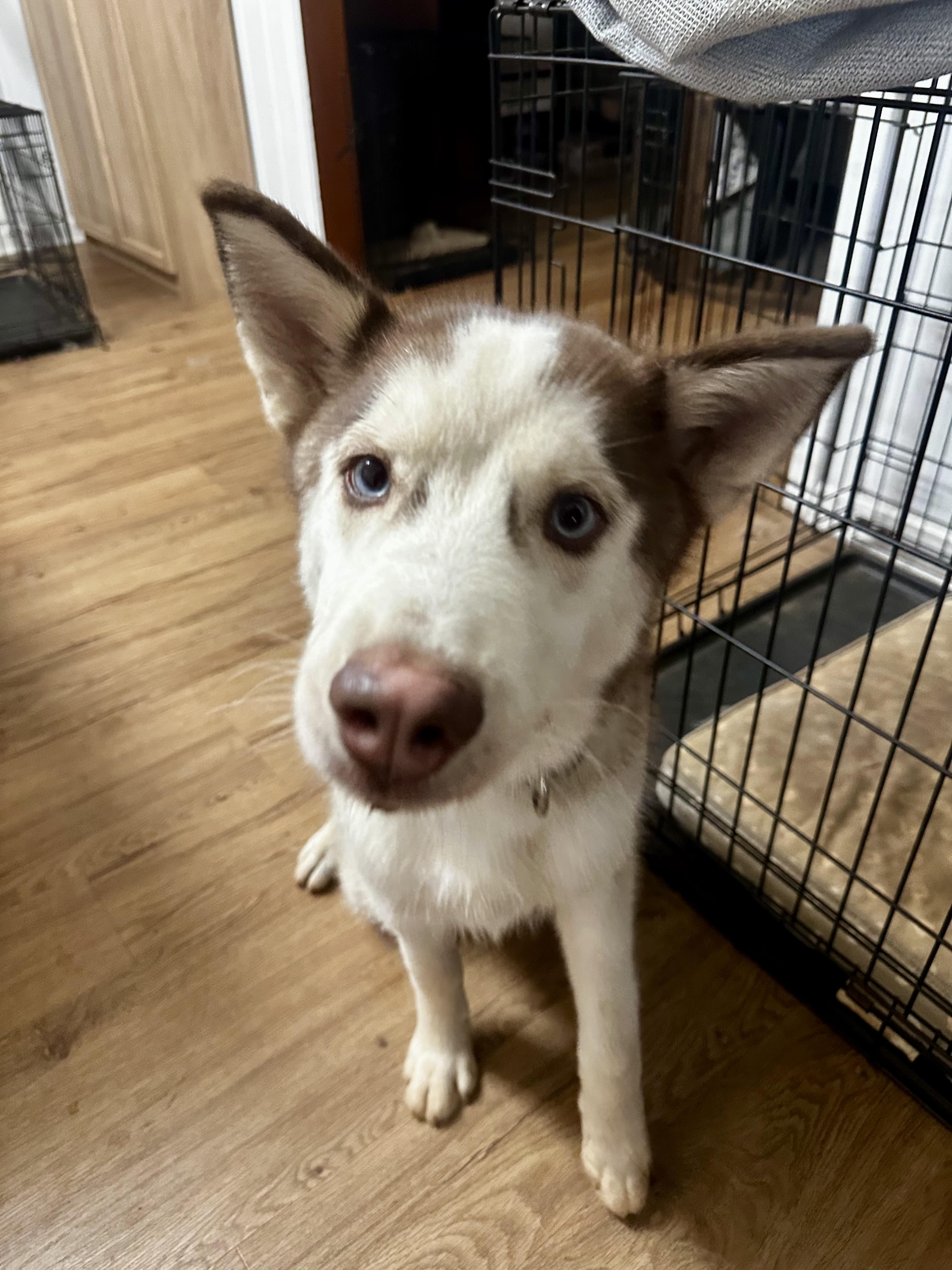 Copper, a ADOPTABLE Siberian Husky in Jasper, GA image 4/5