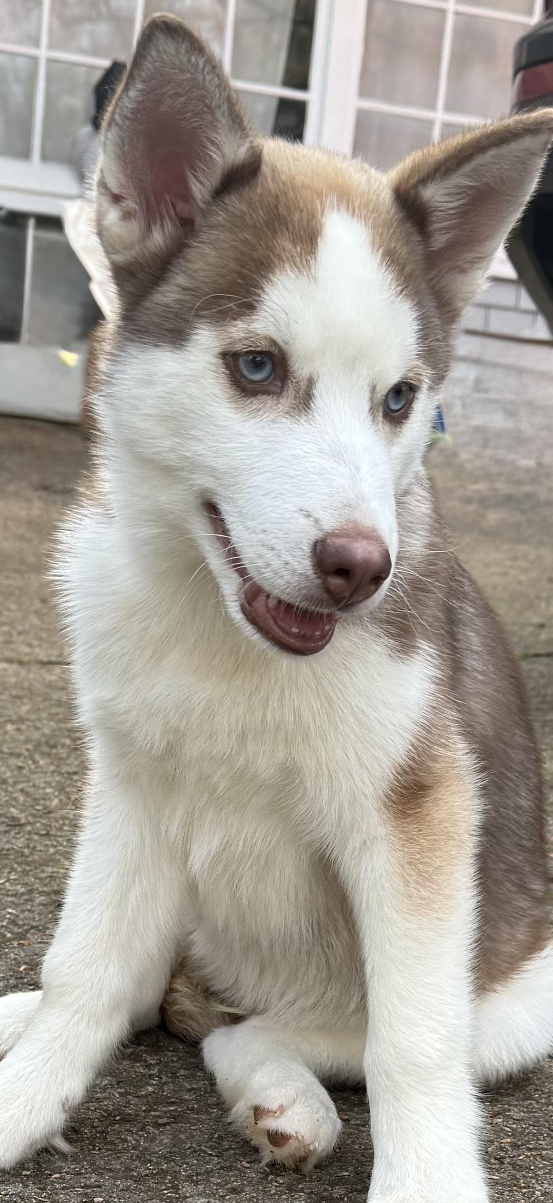 Enlarge Copper, a ADOPTABLE Siberian Husky in Jasper, GA image 4/6
