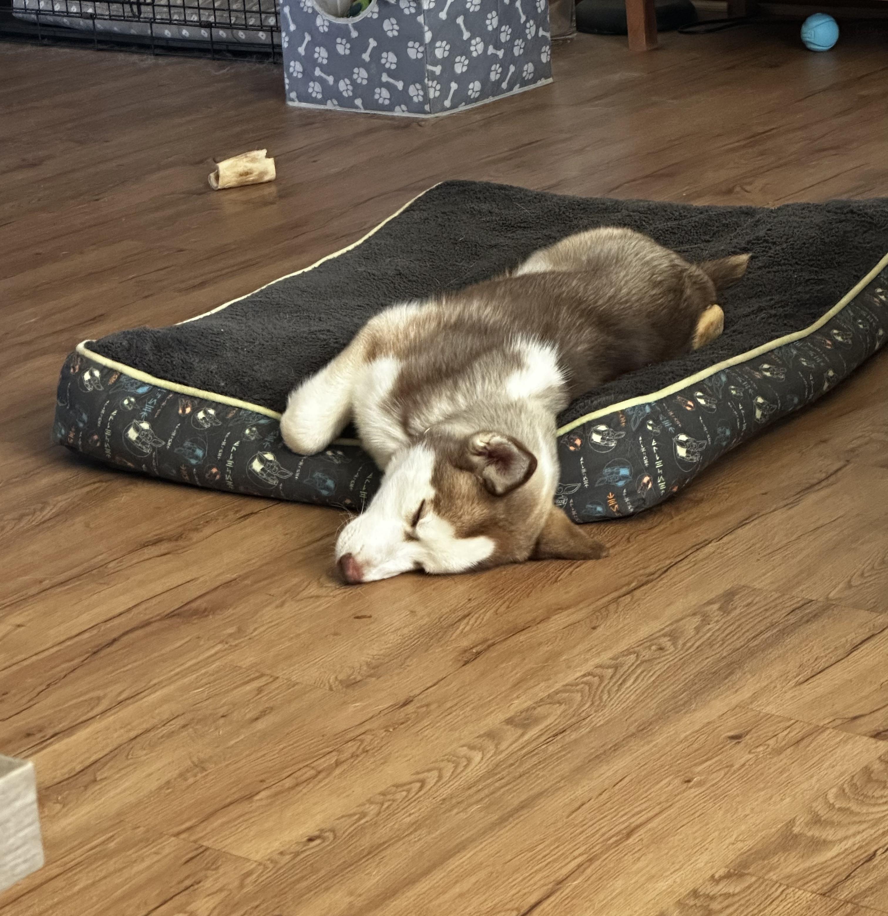 Enlarge Copper, a ADOPTABLE Siberian Husky in Jasper, GA image 6/6