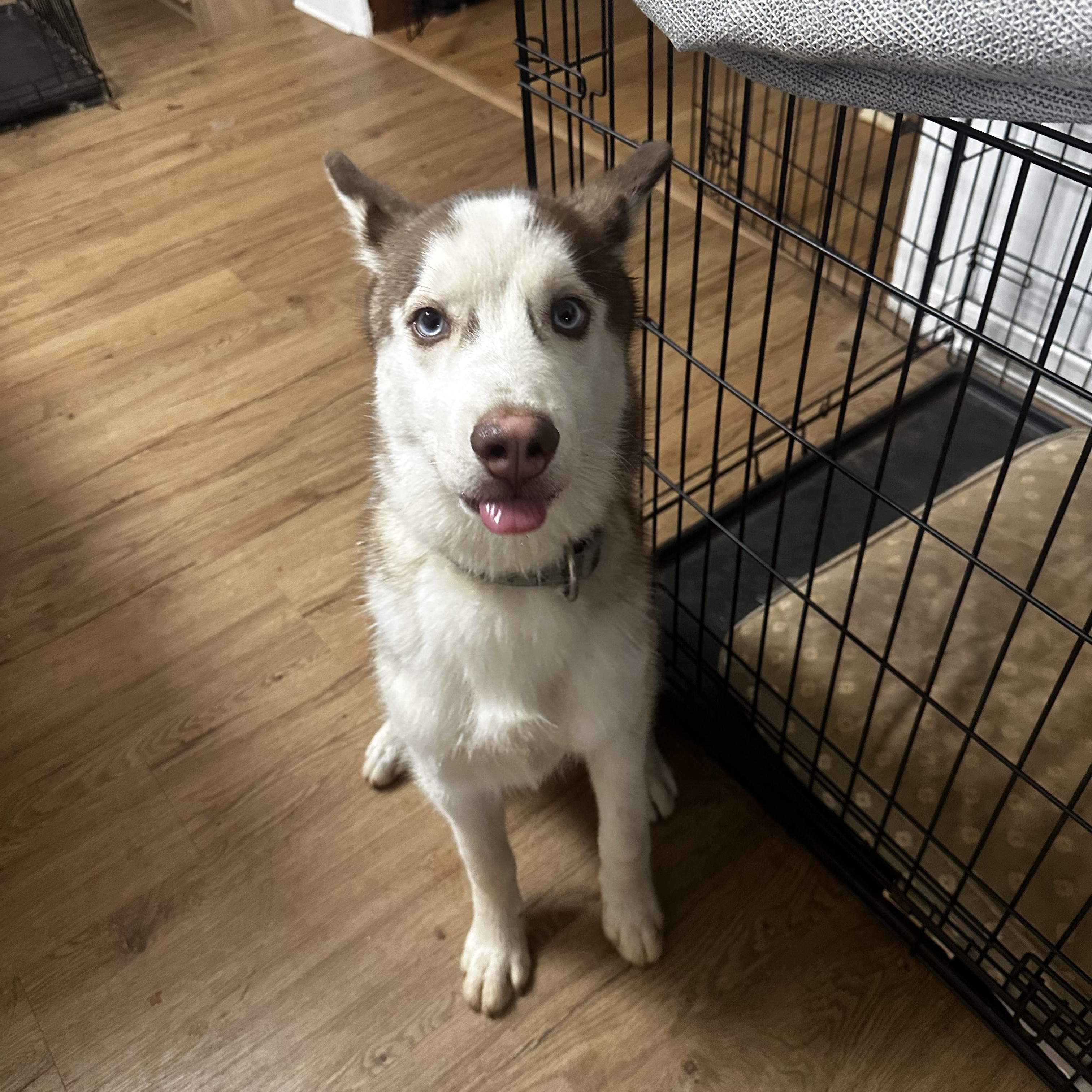 Copper, a ADOPTABLE Siberian Husky in Jasper, GA image 1/5
