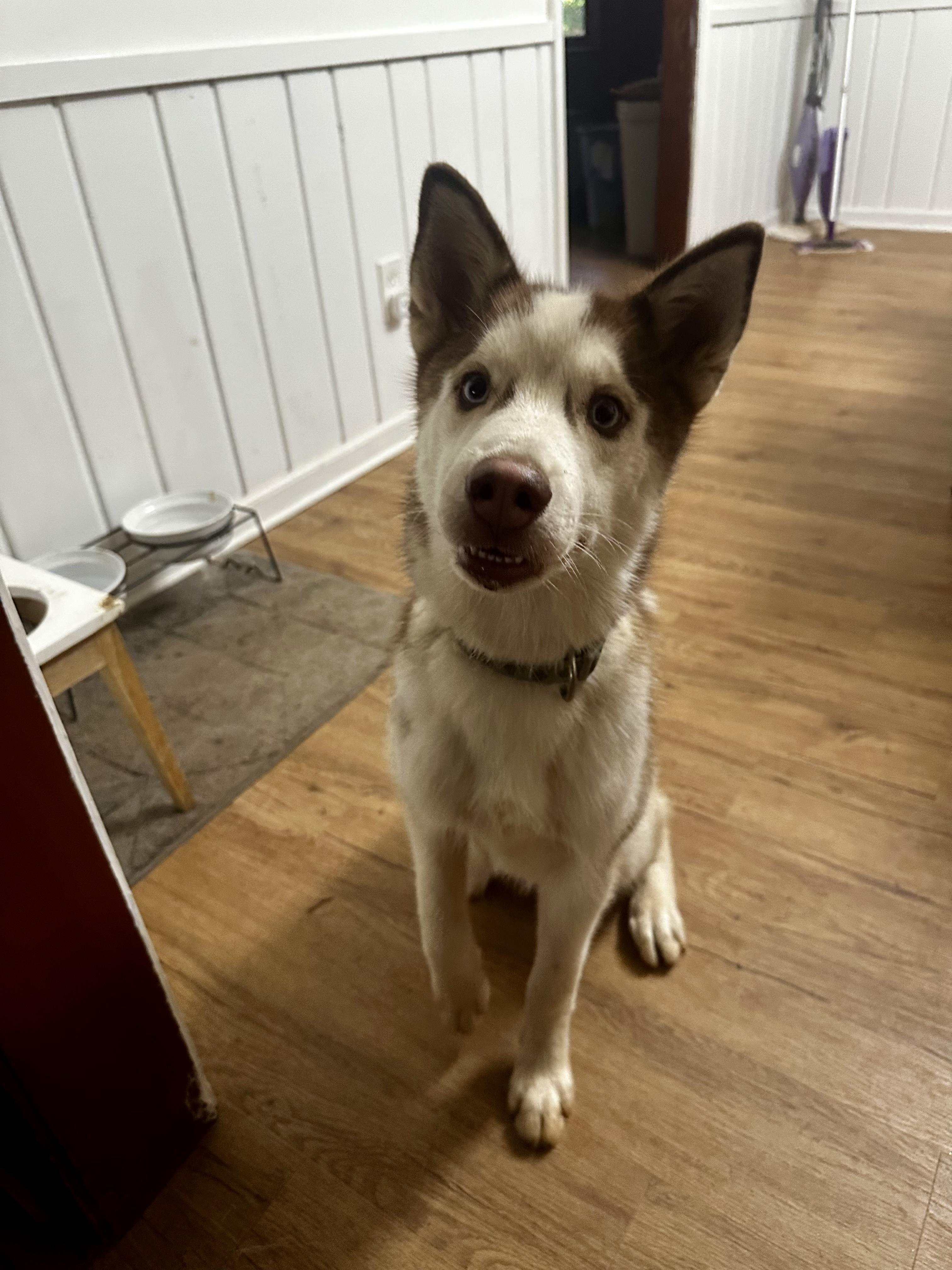 Copper, a ADOPTABLE Siberian Husky in Jasper, GA image 5/5
