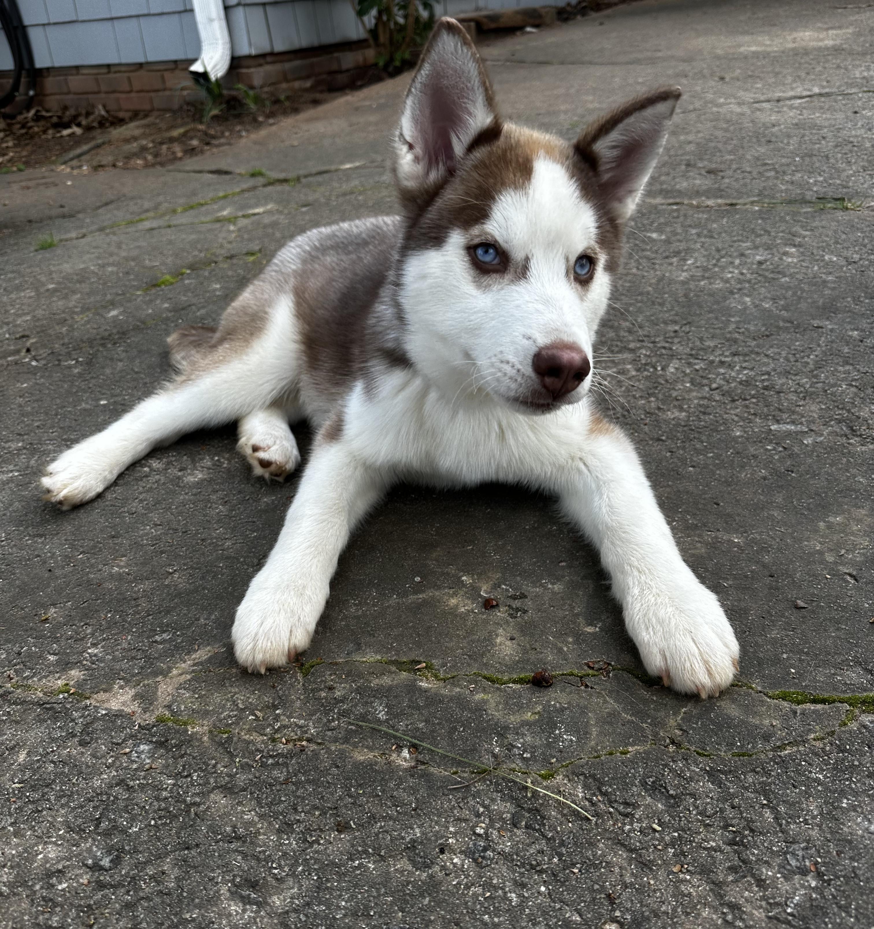 Enlarge Copper, a ADOPTABLE Siberian Husky in Jasper, GA image 3/6