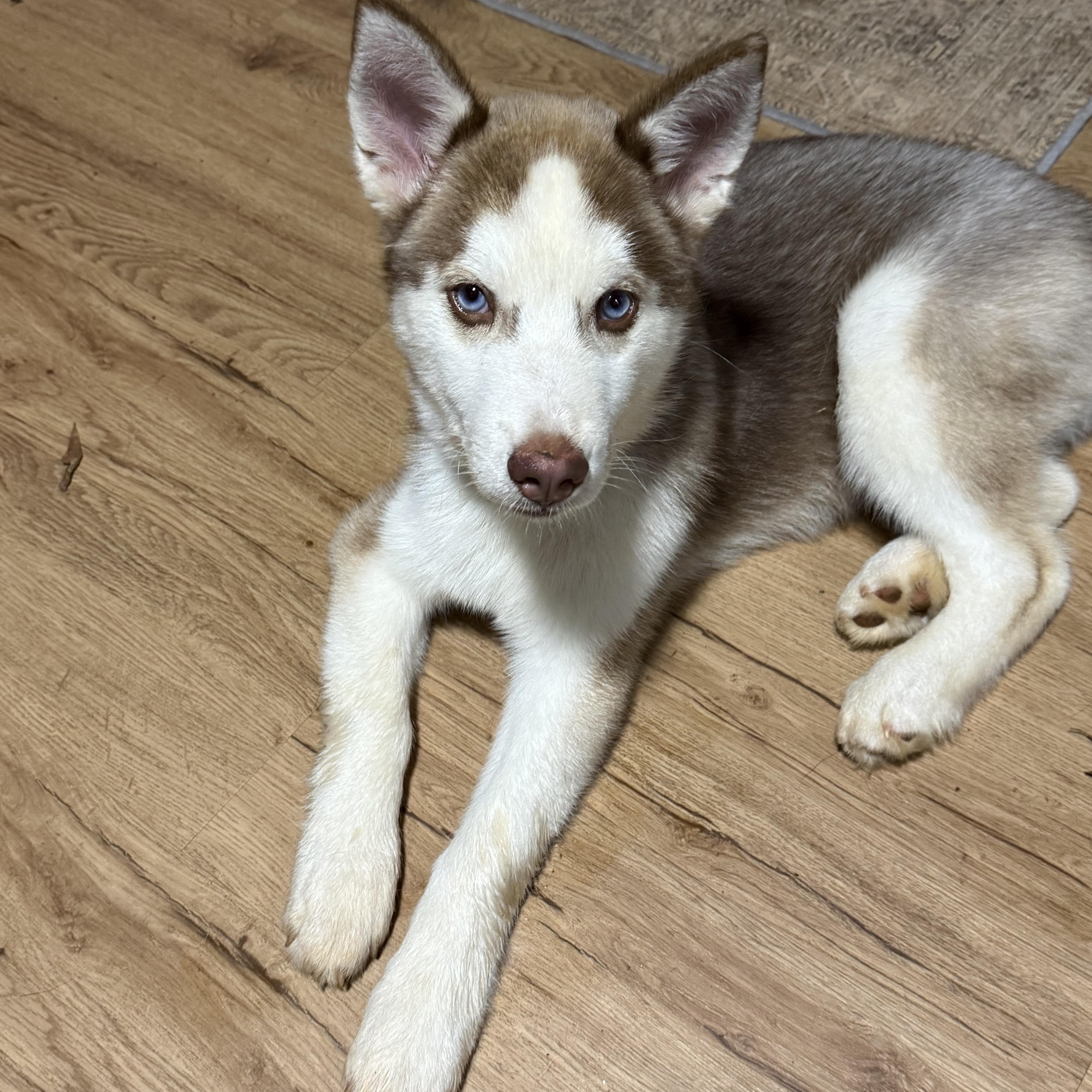 Enlarge Copper, a ADOPTABLE Siberian Husky in Jasper, GA image 5/6