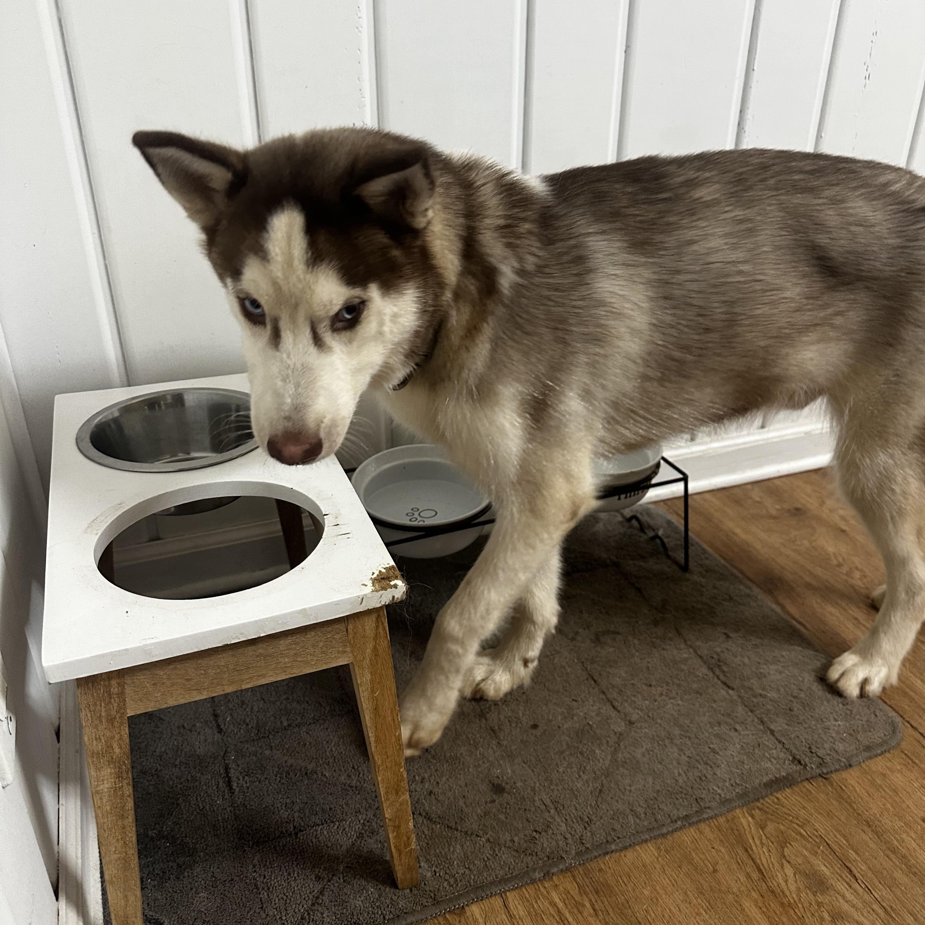 Copper, a ADOPTABLE Siberian Husky in Jasper, GA image 2/5