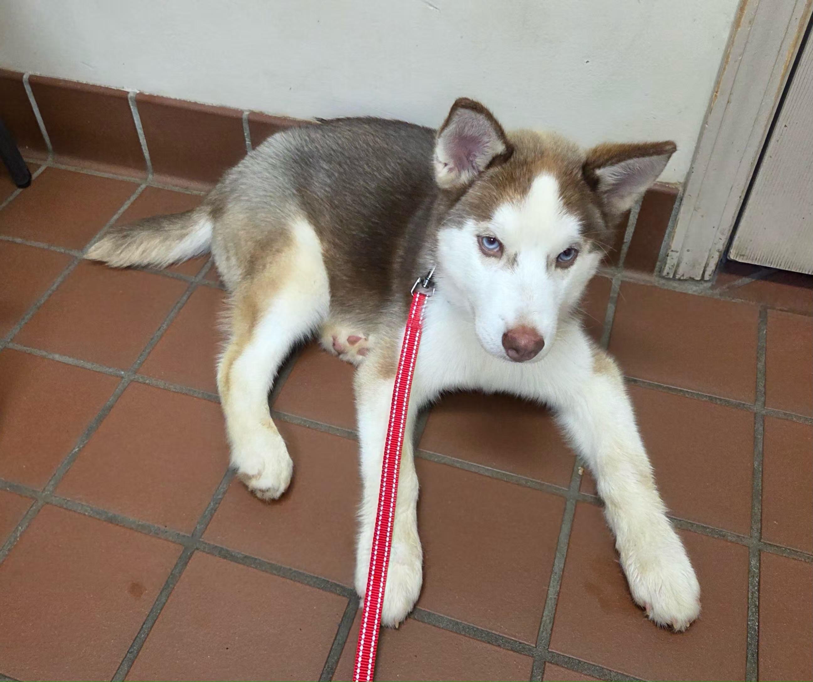 Copper, ADOPTABLE, Puppy Male Siberian Husky.