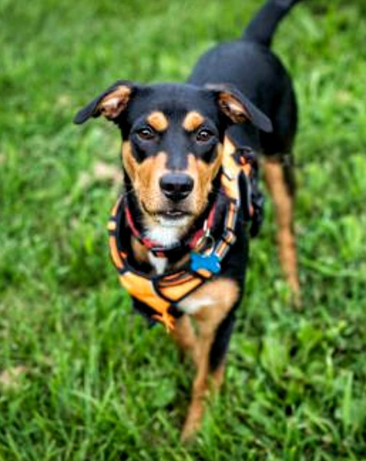 D78 litter Chester, Adopted, Adult Male Hound.