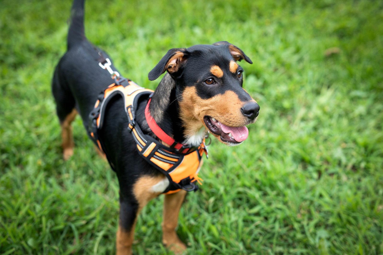 D78 litter Chester, a Adopted Hound in Livonia, MI image 2/3