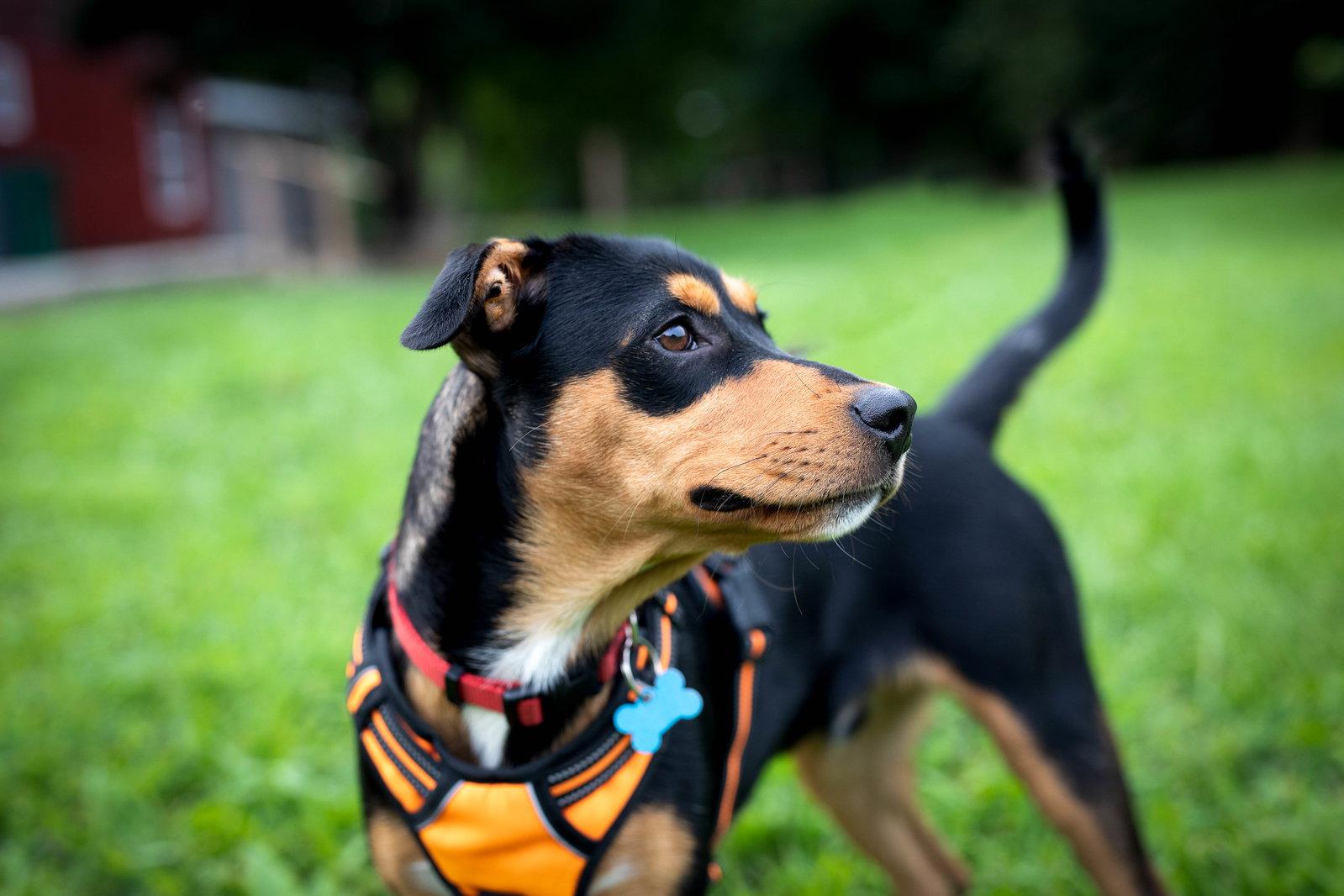 D78 litter Chester, a Adopted Hound in Livonia, MI image 3/3