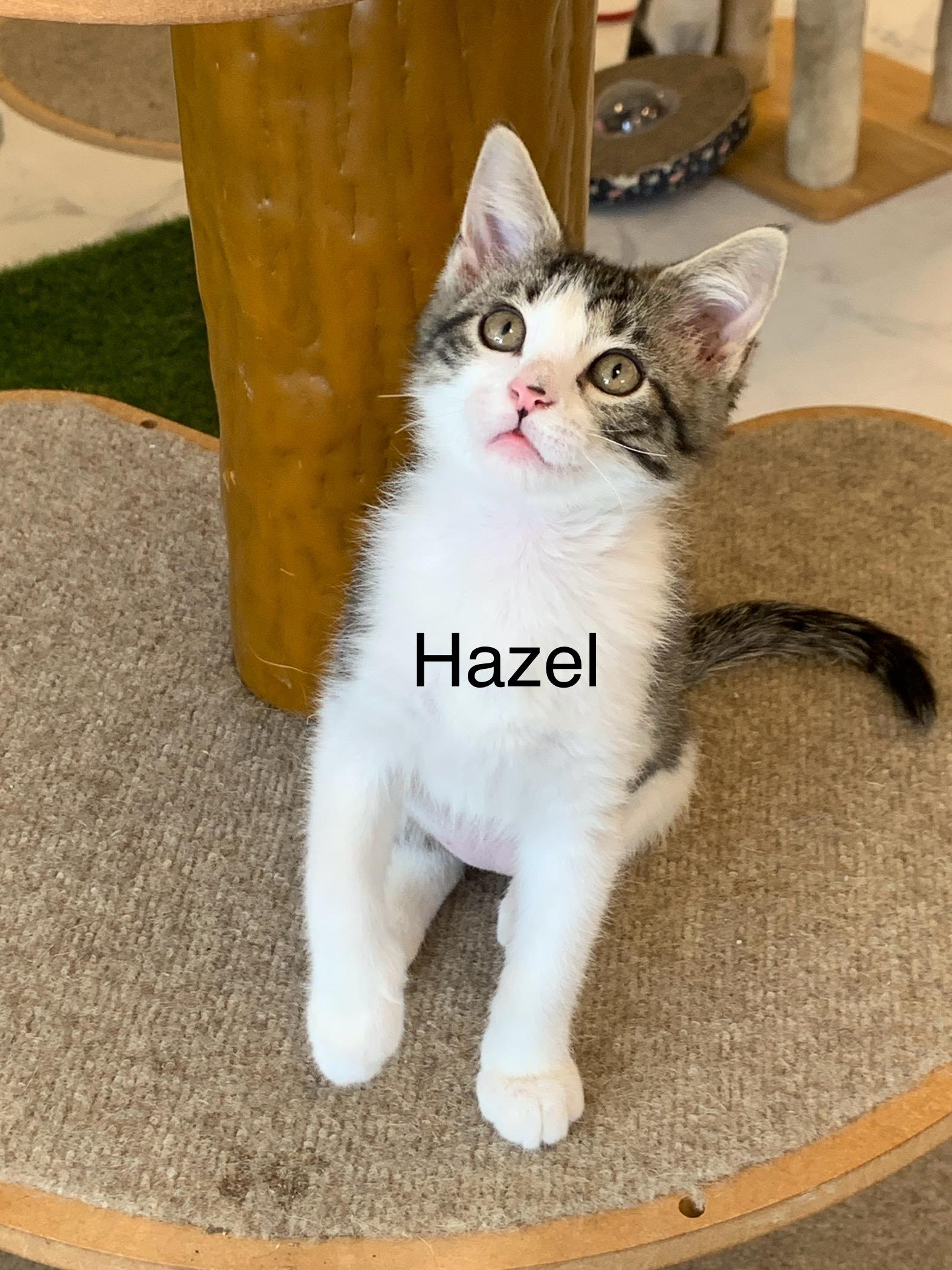 Hazel, a ADOPTABLE Domestic Short Hair in Saint Charles, MO image 2/2