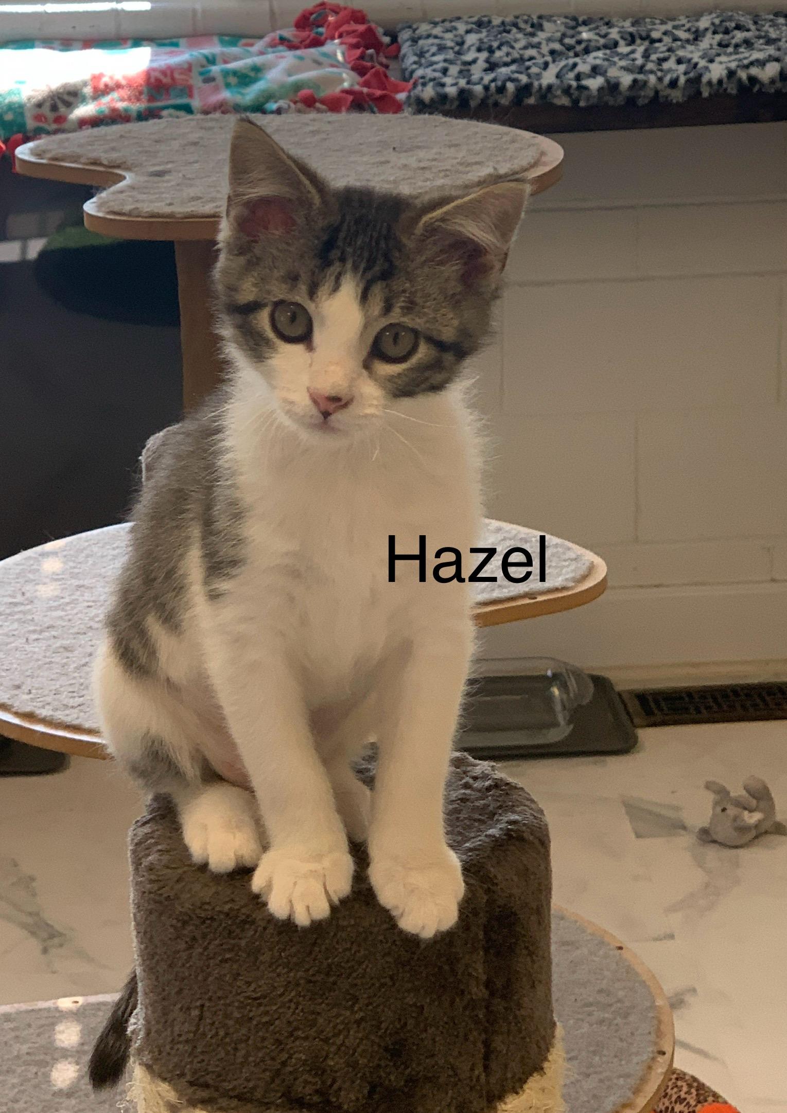 Hazel, ADOPTABLE, Kitten Female Domestic Short Hair.