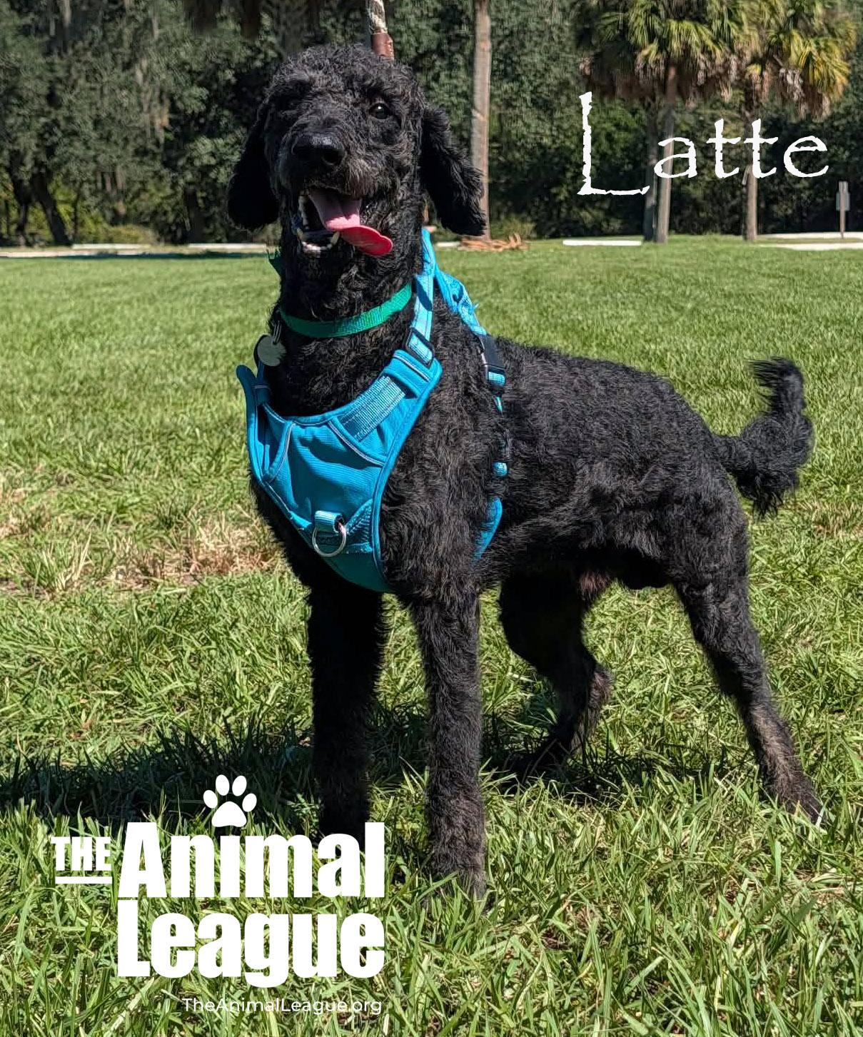Enlarge Latte, a Adopted mixed breed in Groveland, FL image 2/3