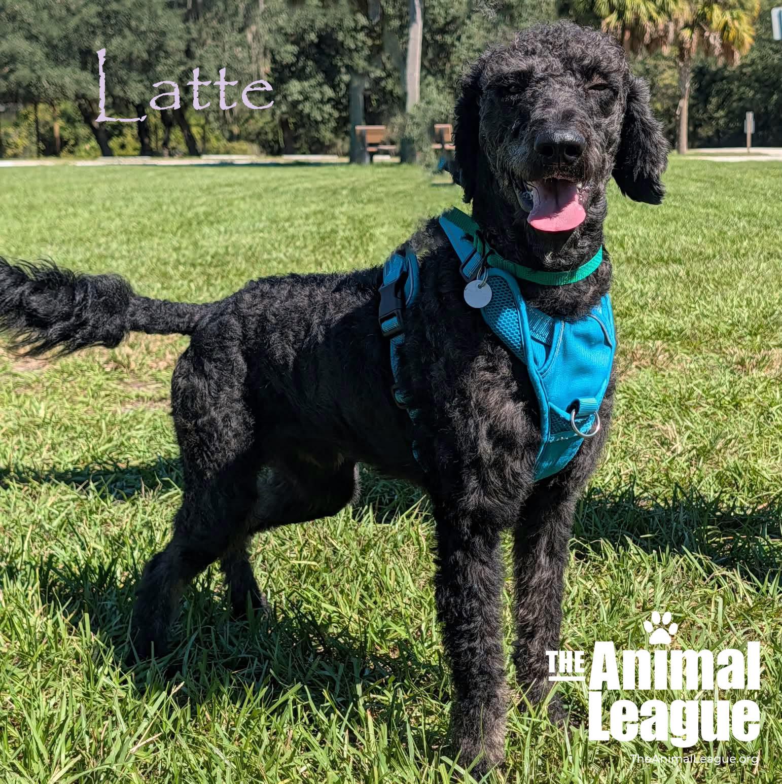 Latte, Adoptable, Adult Male Labradoodle.