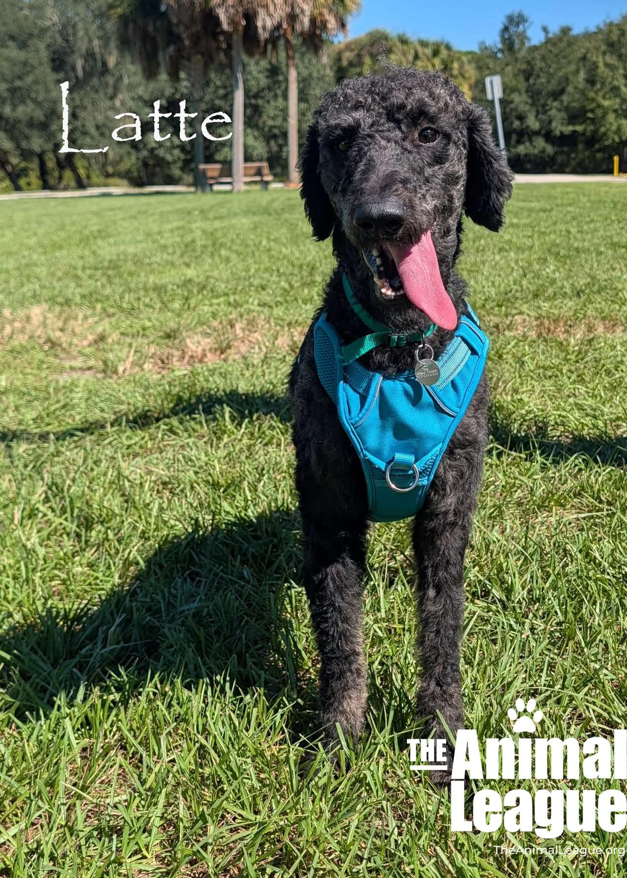 Enlarge Latte, a Adopted mixed breed in Groveland, FL image 3/3