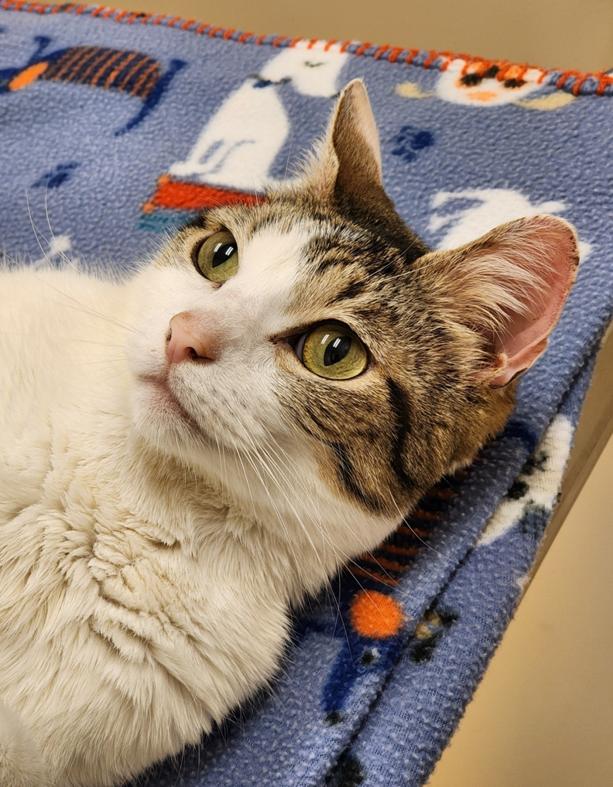 Enlarge Diego, a Adoptable mixed breed in Johnson City, TN image 3/6
