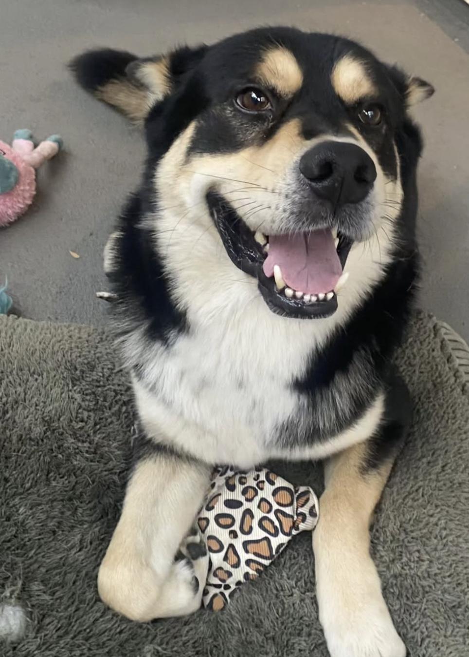 Enlarge ASH, a Adoptable mixed breed in San Juan Capistrano, CA image 2/5