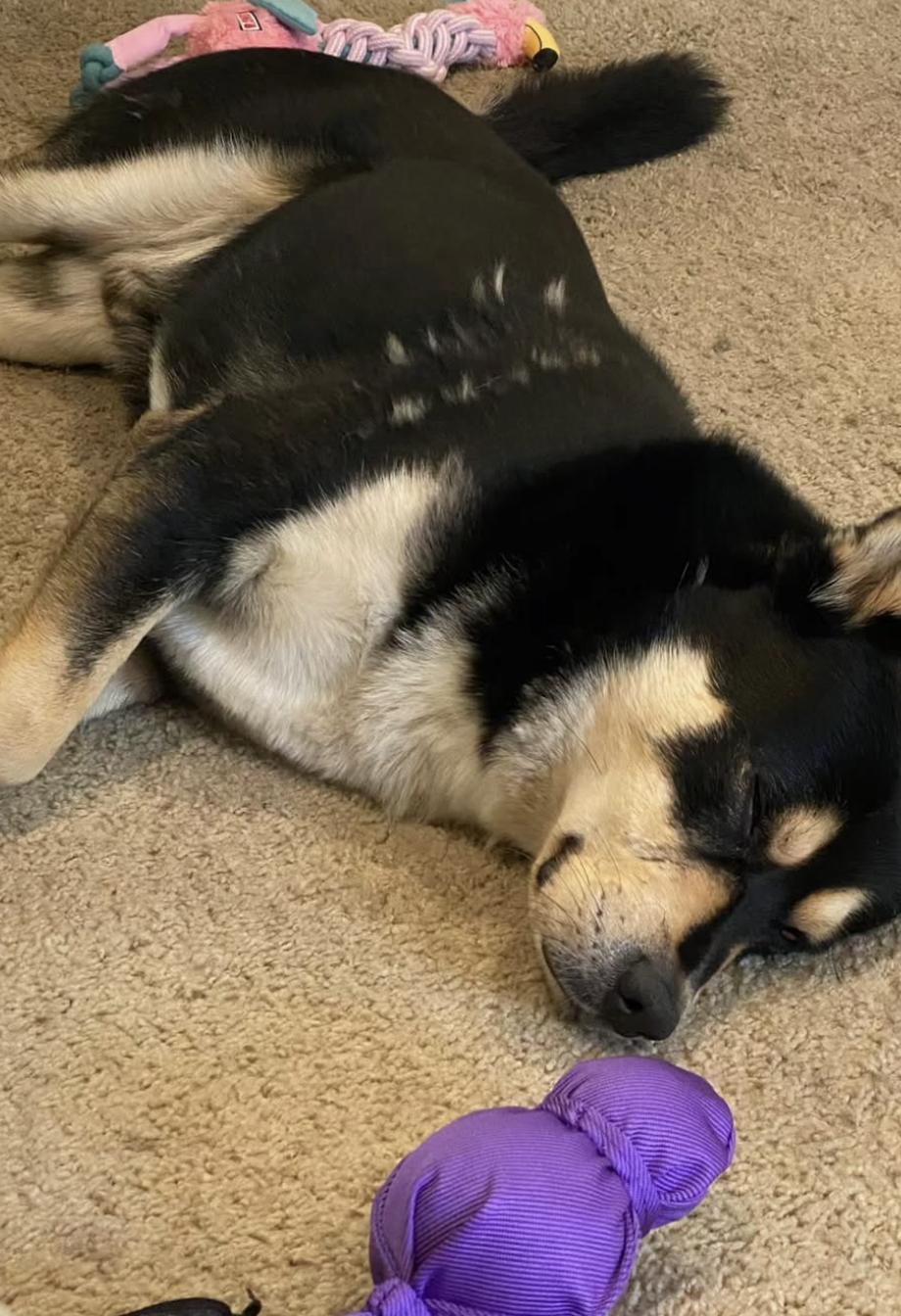 Enlarge ASH, a Adoptable mixed breed in San Juan Capistrano, CA image 3/5