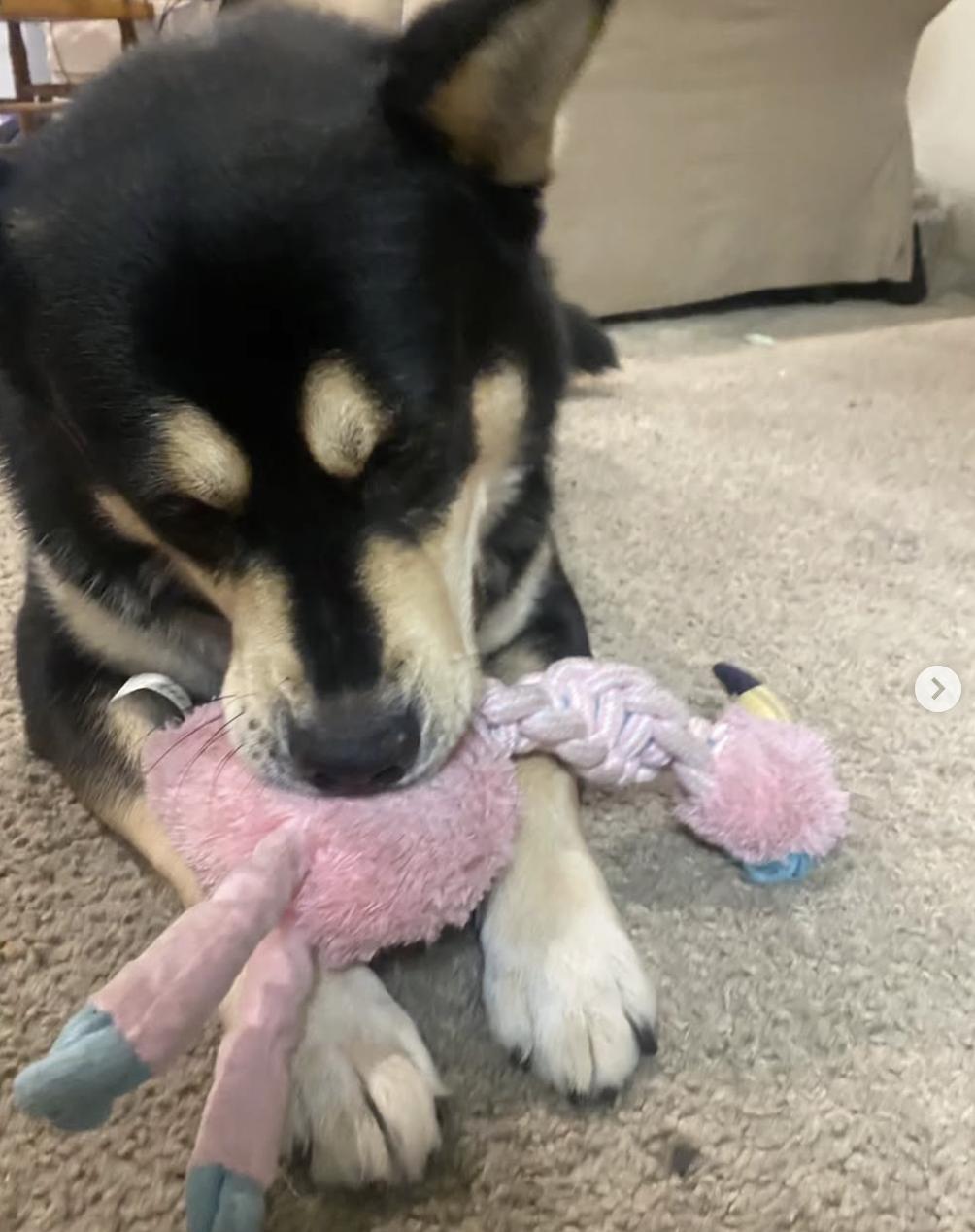 Enlarge ASH, a Adoptable mixed breed in San Juan Capistrano, CA image 4/5