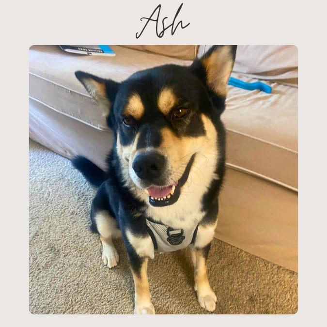 Enlarge ASH, a Adoptable mixed breed in San Juan Capistrano, CA image 1/5