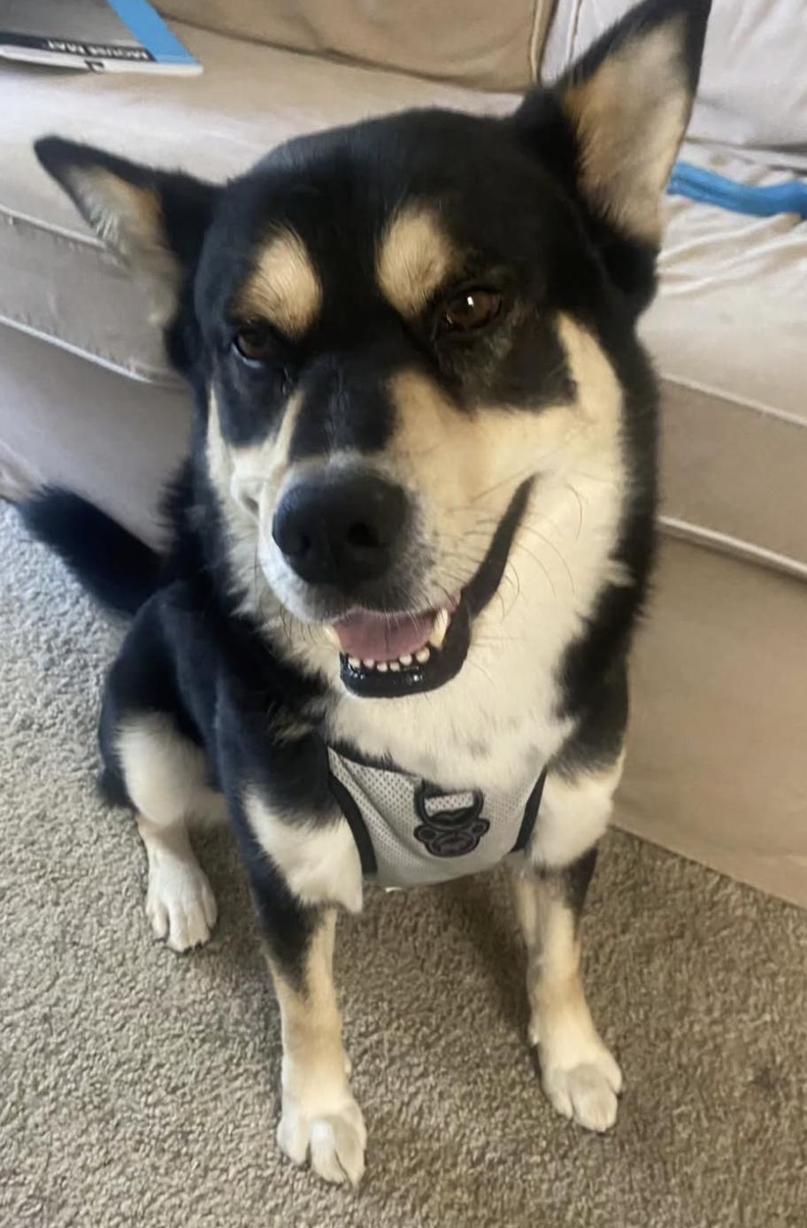 Enlarge ASH, a Adoptable mixed breed in San Juan Capistrano, CA image 5/5