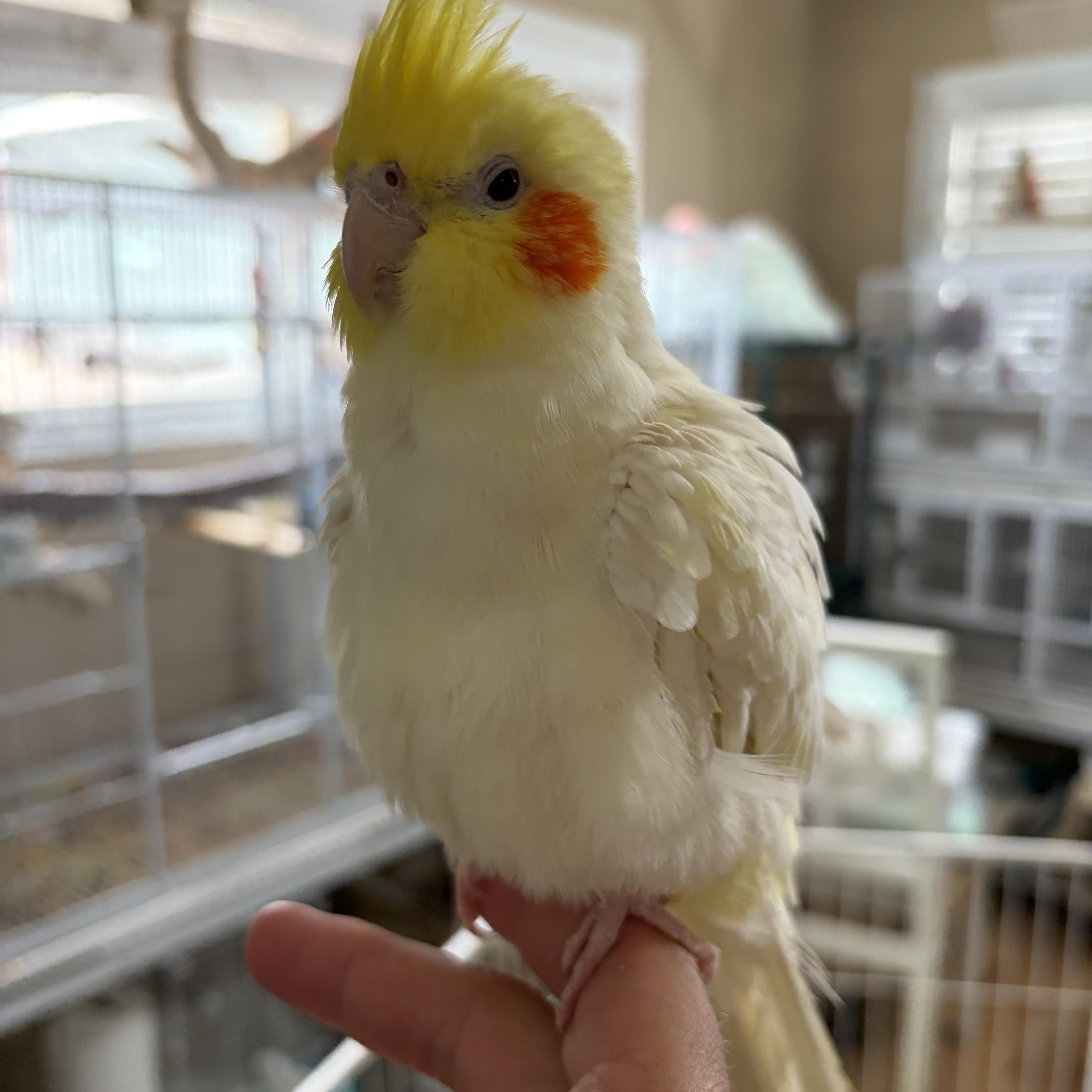 Enlarge Roco, a Adopted Cockatiel in Corona, CA image 2/3