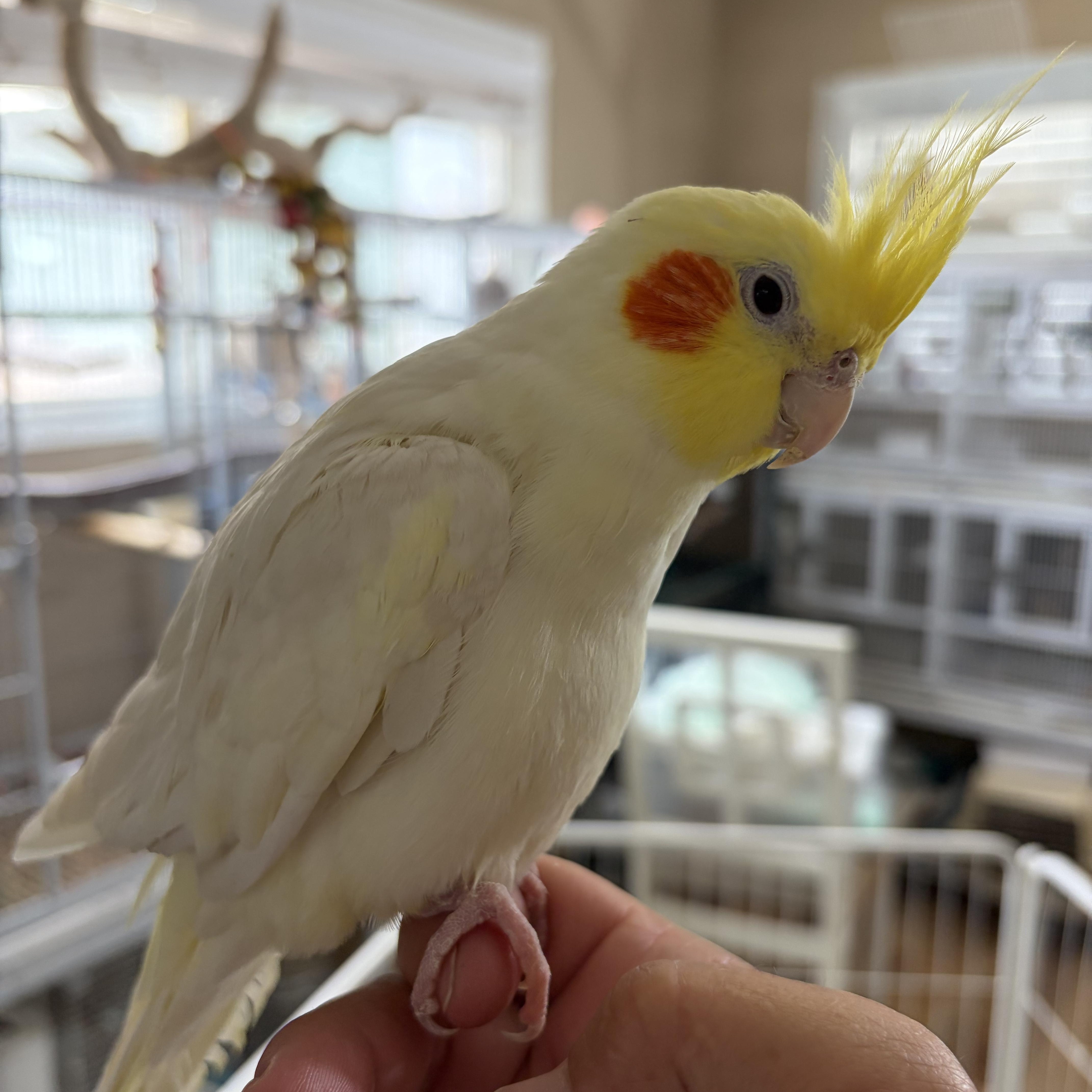 Roco, Adopted, Adult Male Cockatiel.