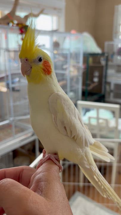 Enlarge Roco, a Adopted Cockatiel in Corona, CA video 3/3