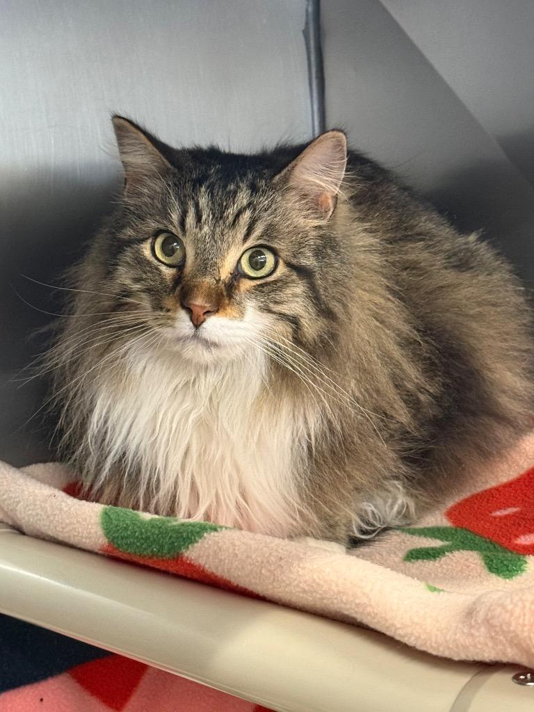 Heat Miser, Adoptable, Adult Male Domestic Long Hair.