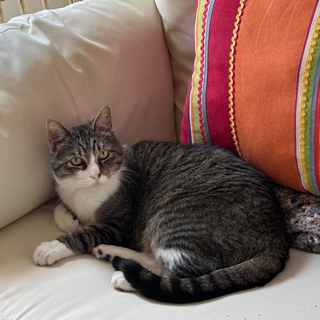Enlarge Billy, a Adoptable Domestic Short Hair in Saint Charles, MO image 1/6
