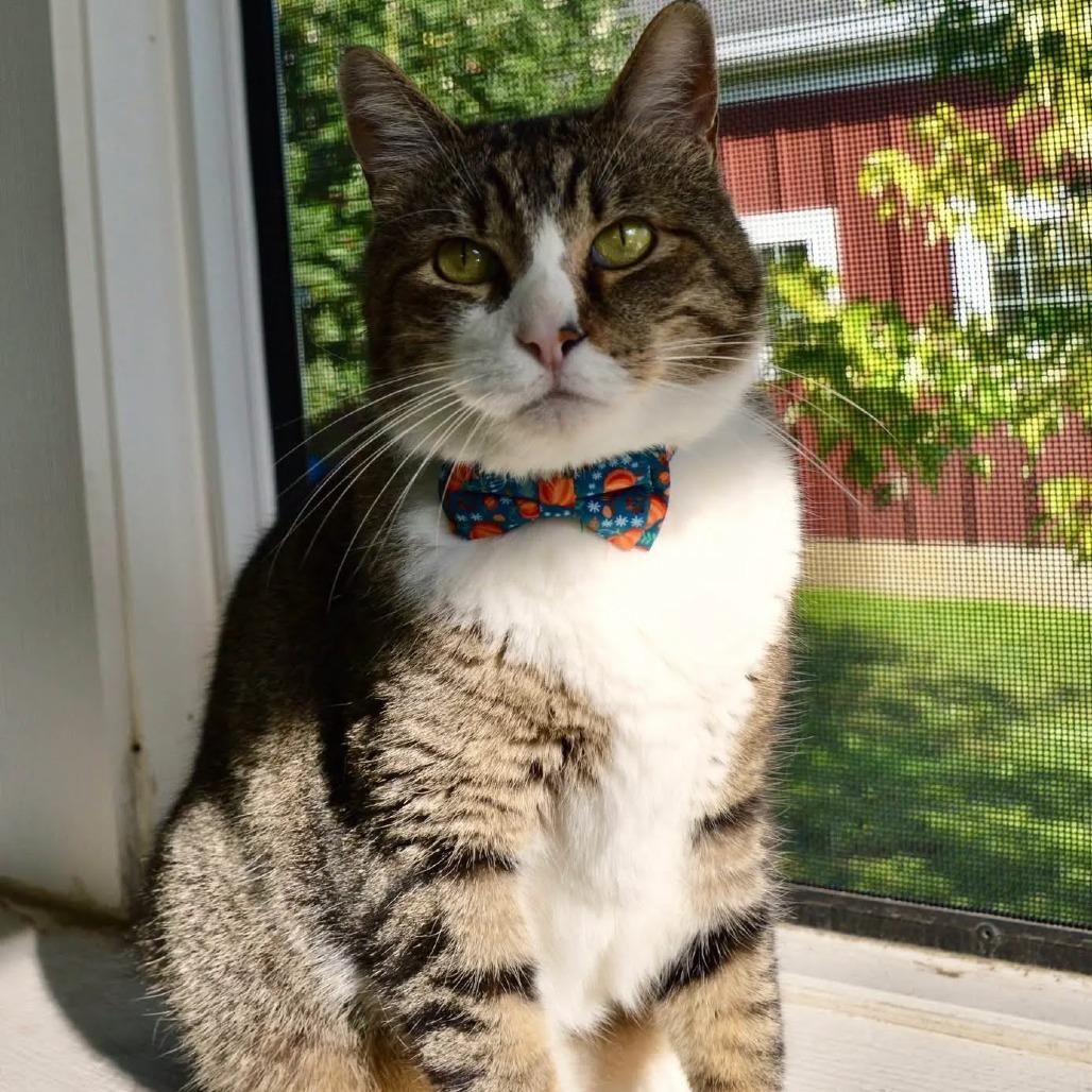 Enlarge Billy, a Adoptable Domestic Short Hair in Saint Charles, MO image 2/6