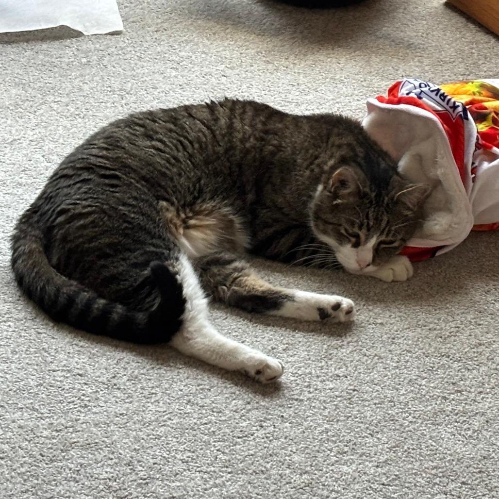 Enlarge Billy, a Adoptable Domestic Short Hair in Saint Charles, MO image 3/6