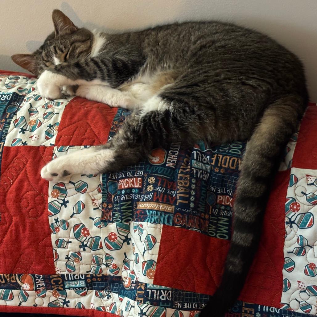 Enlarge Billy, a Adoptable Domestic Short Hair in Saint Charles, MO image 4/6