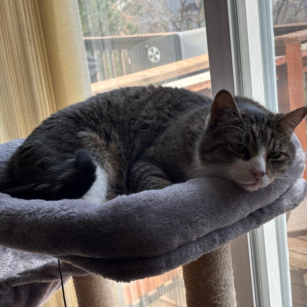 Enlarge Billy, a Adoptable Domestic Short Hair in Saint Charles, MO image 5/6