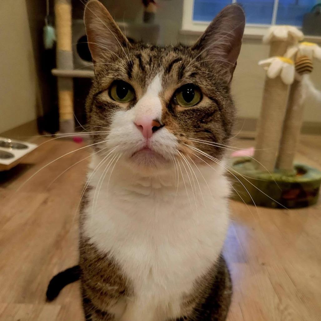 Enlarge Billy, a Adoptable Domestic Short Hair in Saint Charles, MO image 6/6