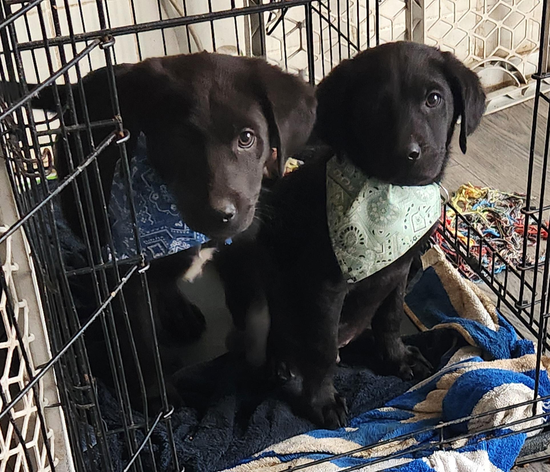 Aqua 250, Adoptable, Puppy Male Black Labrador Retriever & Australian Shepherd.