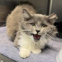 Chanel, Adoptable, Young Female Domestic Long Hair.